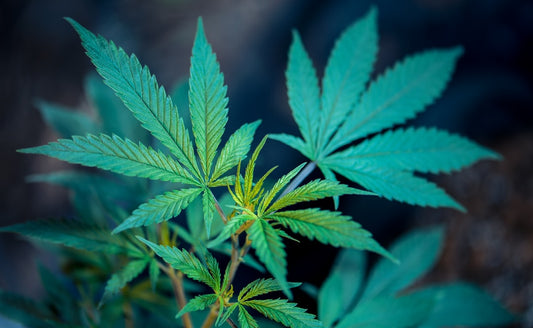 Mythen und Fakten über den Konsum von Cannabis