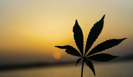 Cannabis: Eine natürliche Lösung zur Schmerzlinderung