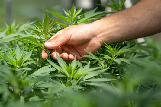 Cannabis als alternative Medizin: Was sagen die Studien?