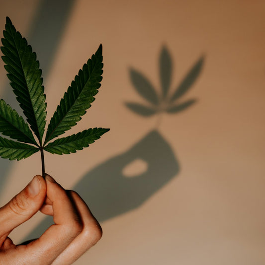 Die richtige Cannabis-Sorte finden: Ein Leitfaden für Ihre Bedürfnisse