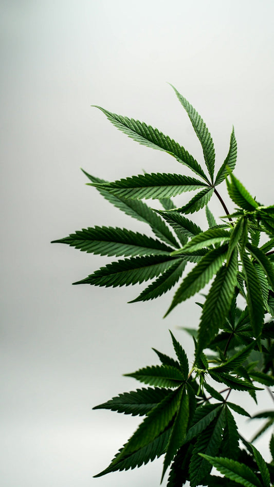 Cannabis und seine Rolle in der alternativen Medizin